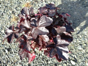 Plante-Vivace-Heuchera-'Obsidian'