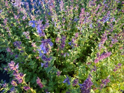 Plante-Vivace-Nepeta-musinii