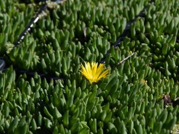 Plante-Vivace-Delosperma-congestum