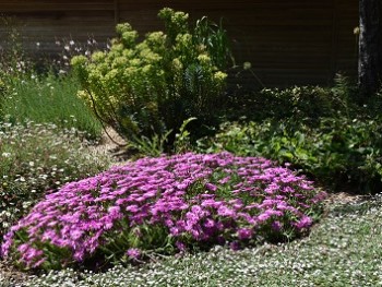 Plante-Vivace-Delosperma-cooperii