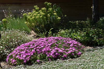 Plante-Vivace-Delosperma-cooperii