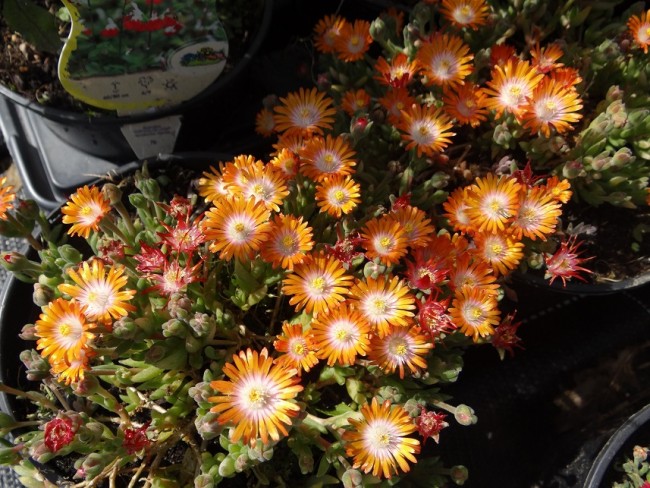 Plante-Vivace-Delosperma-'Jewel-Of-Desert-Topaz'