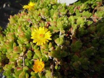 Plante-Vivace-Delosperma-nubigenum