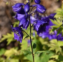 Plante-Vivace-Delphinium-'Black-Night'