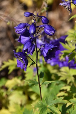 Plante-Vivace-Delphinium-'Black-Night'