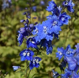 Plante-Vivace-Delphinium-'Blue-Bird'