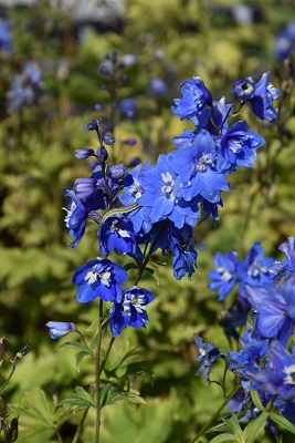 Plante-Vivace-Delphinium-'Blue-Bird'