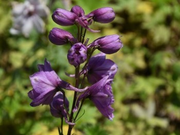 Plante-Vivace-Delphinium-astolat'