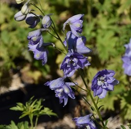 Plante-Vivace-Delphinium-gunievre