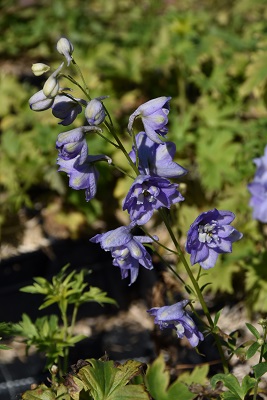 Plante-Vivace-Delphinium-gunievre