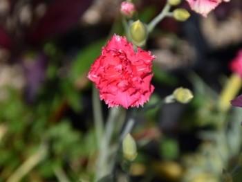 Plante-Vivace-Dianthus-caryophyllus-rose