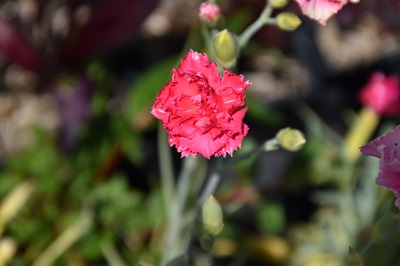 Plante-Vivace-Dianthus-caryophyllus-rose
