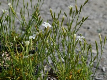 Plante-Vivace-Dianthus-deltoides-'Alba'