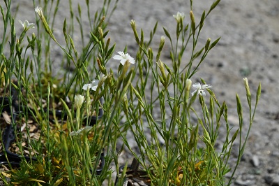 Plante-Vivace-Dianthus-deltoides-'Alba'