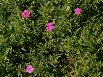 Plante-Vivace-Dianthus-deltoides-'Rosea'