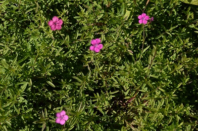 Plante-Vivace-Dianthus-deltoides-'Rosea'