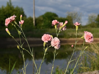 Plante-Vivace-Dianthus-plumarius-'Doris'