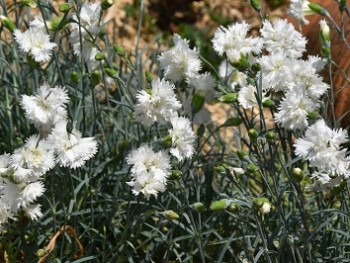 Plante-Vivace-Dianthus-plumarius-'White-Reserve'