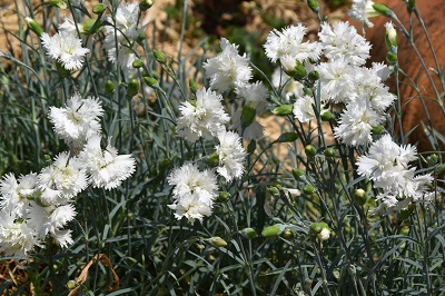 Plante-Vivace-Dianthus-plumarius-'White-Reserve'