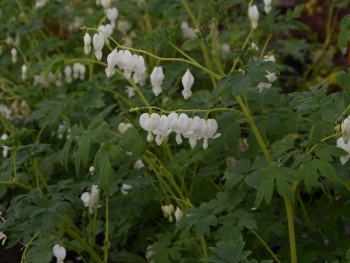 Plante-Vivace-Dicentra-spectabilis-'Alba'