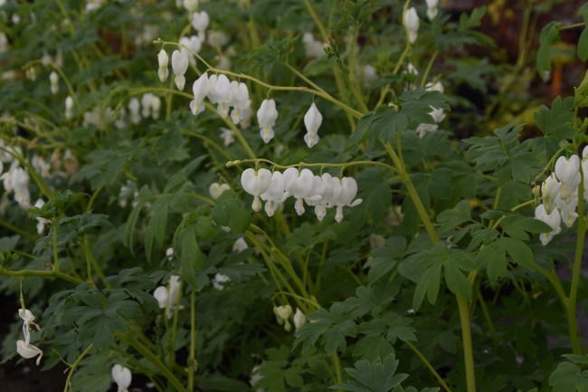 Plante-Vivace-Dicentra-spectabilis-'Alba'