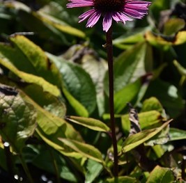 Plante-Vivace-Echinacea-'Little-Magnus'