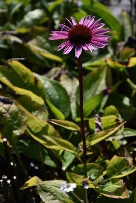 Plante-Vivace-Echinacea-'Little-Magnus'