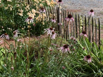 Plante-Vivace-Echinacea-pallida