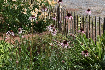 Plante-Vivace-Echinacea-pallida
