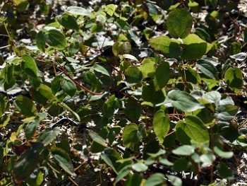 Plante-Vivace-Epimedium-grandiflorum