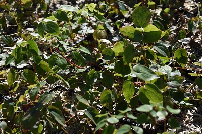 Plante-Vivace-Epimedium-grandiflorum