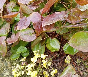Plante-Vivace-Epimedium-versicolor-'Sulphureum'