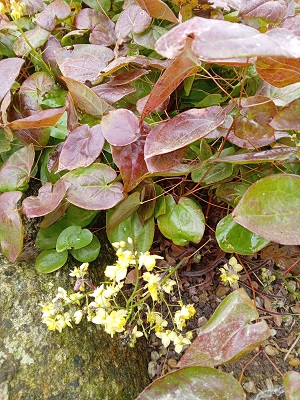 Plante-Vivace-Epimedium-versicolor-'Sulphureum'