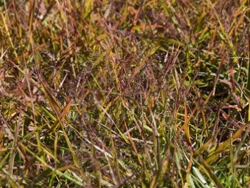 Graminée-Eragrostis-spectabilis