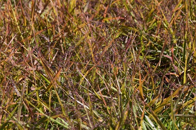 Graminée-Eragrostis-spectabilis