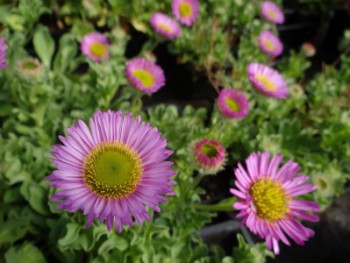 Plante-Vivace-Erigeron-glaucus-'Sea Breeze'