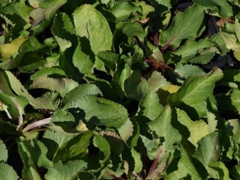 Plante-Vivace-Eryngium-planum