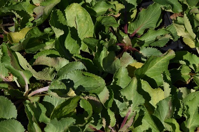 Plante-Vivace-Eryngium-planum