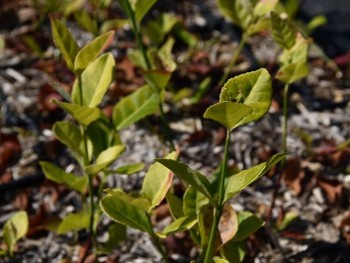 Plante-Vivace-Euonymus-coloratus