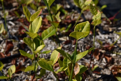 Plante-Vivace-Euonymus-coloratus