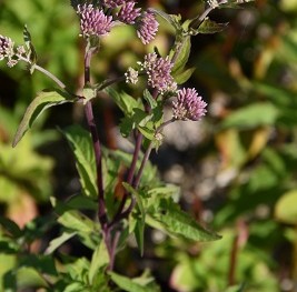 Plante-Vivace-Eupatorium-cannabium