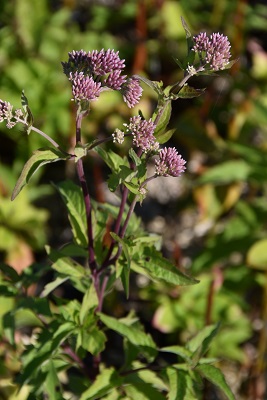 Plante-Vivace-Eupatorium-cannabium