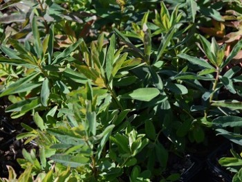 Plante-Vivace-Euphorbia-polychroma