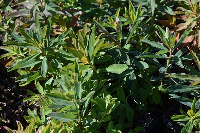 Plante-Vivace-Euphorbia-polychroma