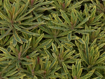 Plante-Vivace-Euphorbia-'Sylver-Swan'