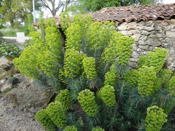 Plante-Vivace-Euphorbia-characias-'wulfenii'