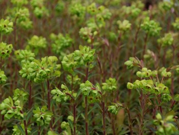 Plante-Vivace-Euphorbia-martinii