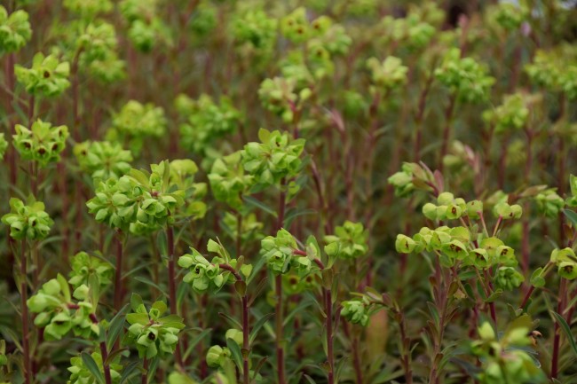 Plante-Vivace-Euphorbia-martinii