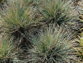 Graminée-Festuca-glauca