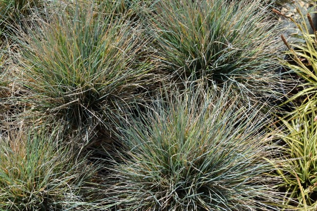 Graminée-Festuca-glauca